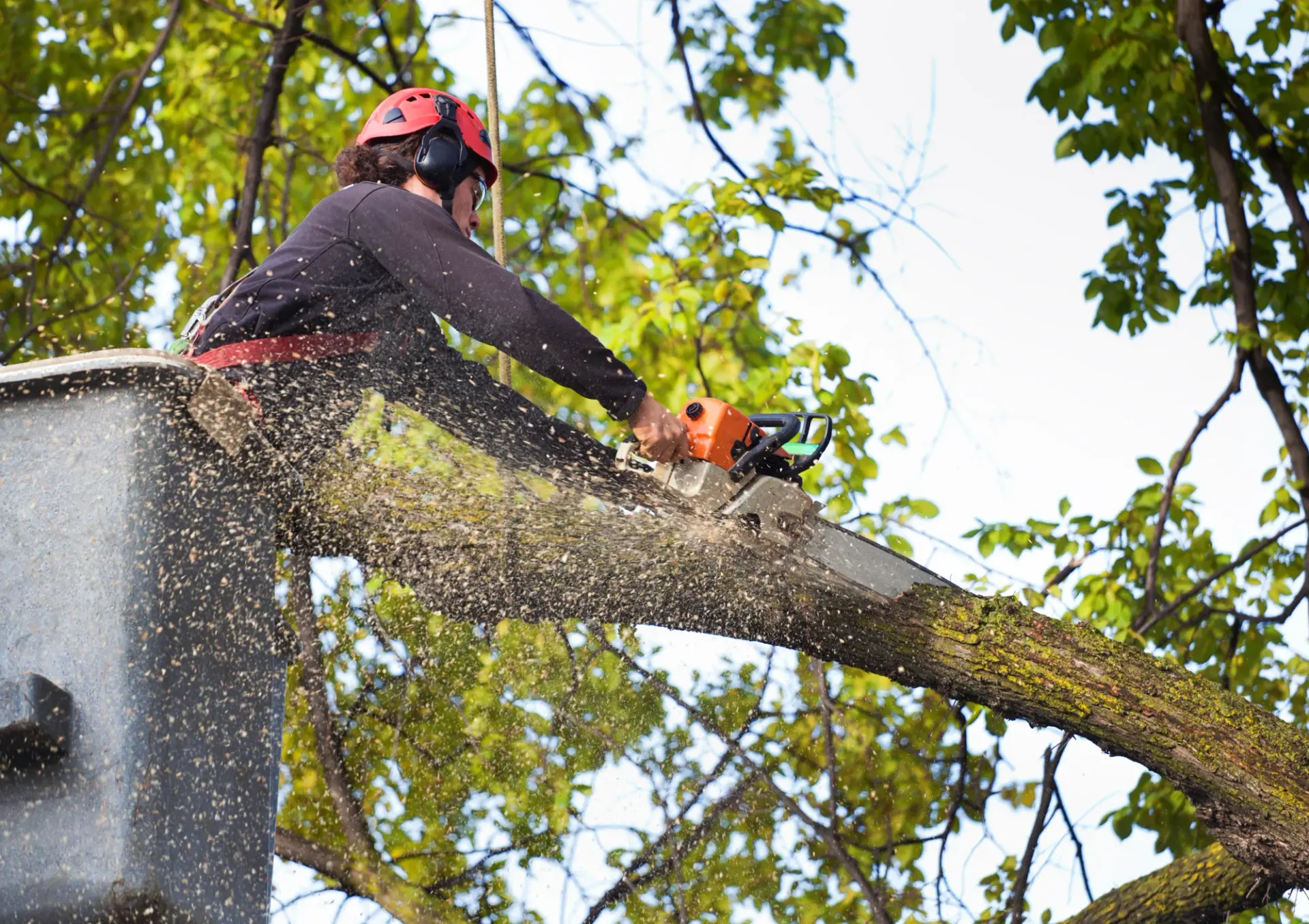Tree Trimming